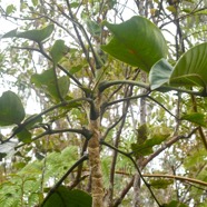 Polyscias repanda Bois de papaye Arali aceae Endémique La Réunion 1260.jpeg
